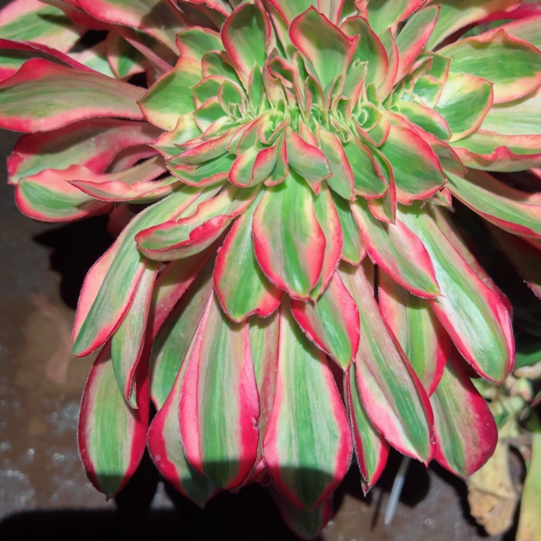 希***希386 号多肉植物法师