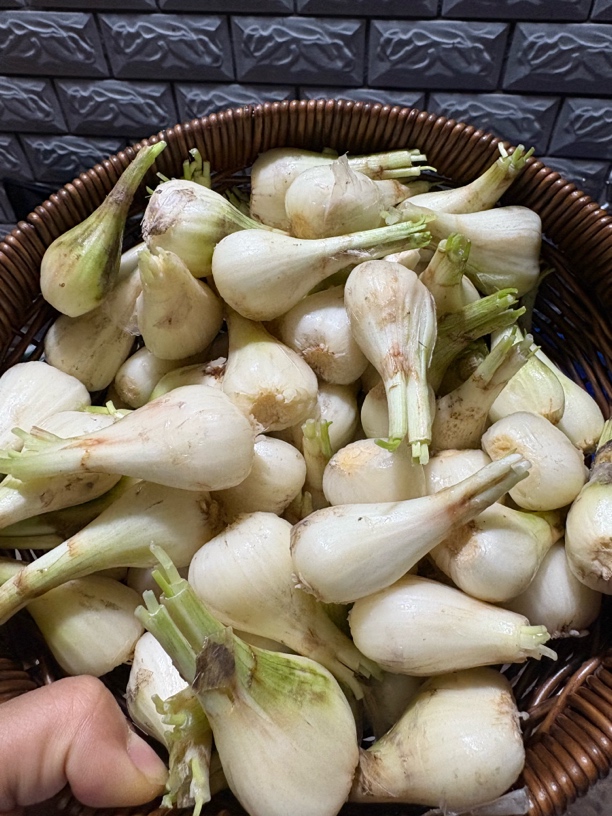 【藠头】重庆农家自种长藠头茭头新鲜现挖