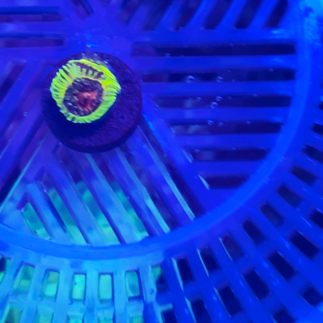 落***铺纽扣珊瑚玛雅玫瑰