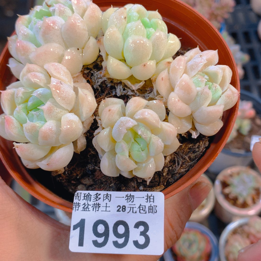 精控多肉植物1993