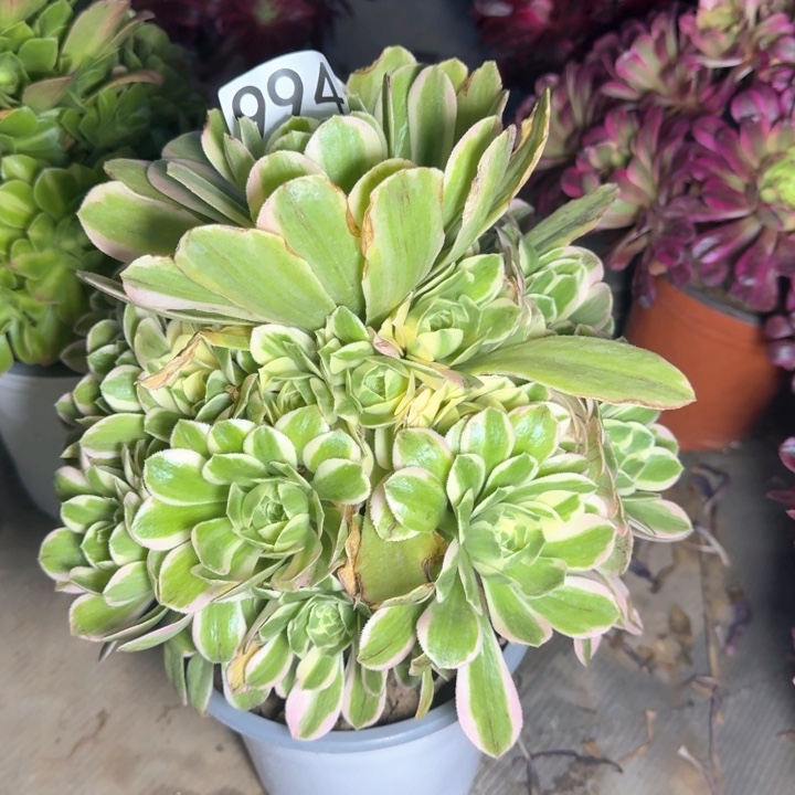 迈巴赫法师一颗994