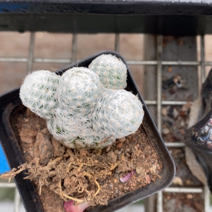 伯克利和格蕾纳等著名音乐