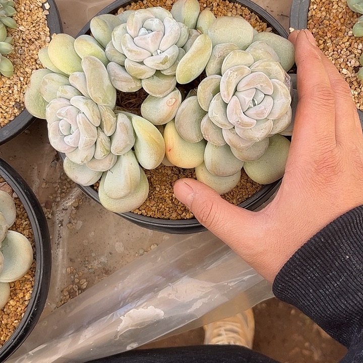包***子多肉植物玉麒麟群293