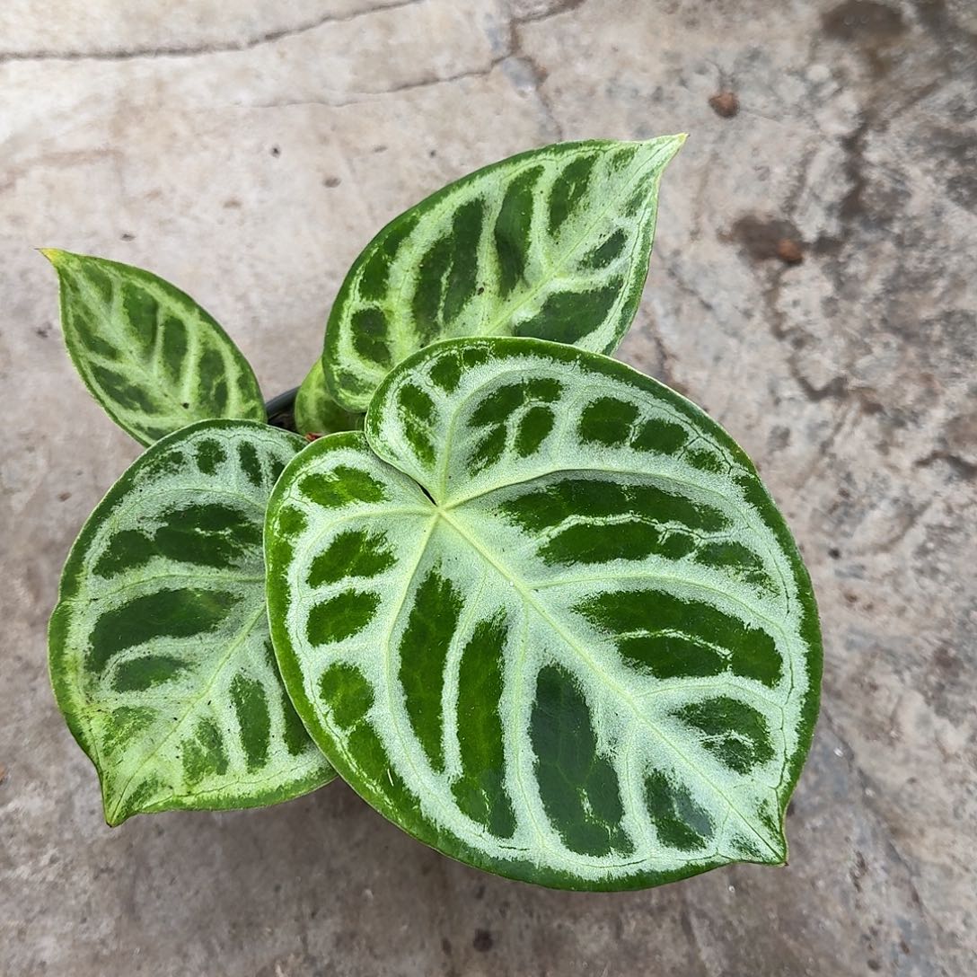 完全开放福利铜锣烧Y13