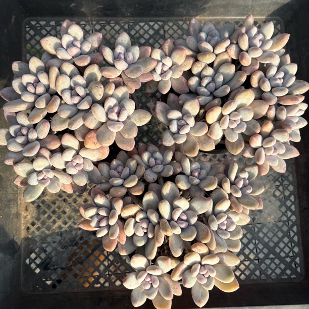 一物一拍1号香水群三颗，冠服16-18cm，脱土发货偏远地区不包邮