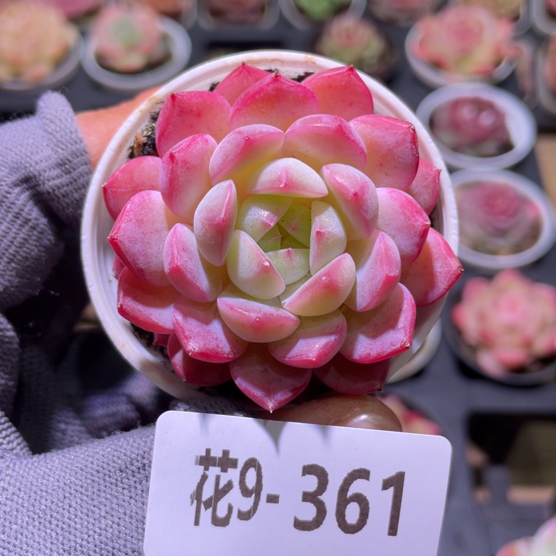 花利美9-361糖心 