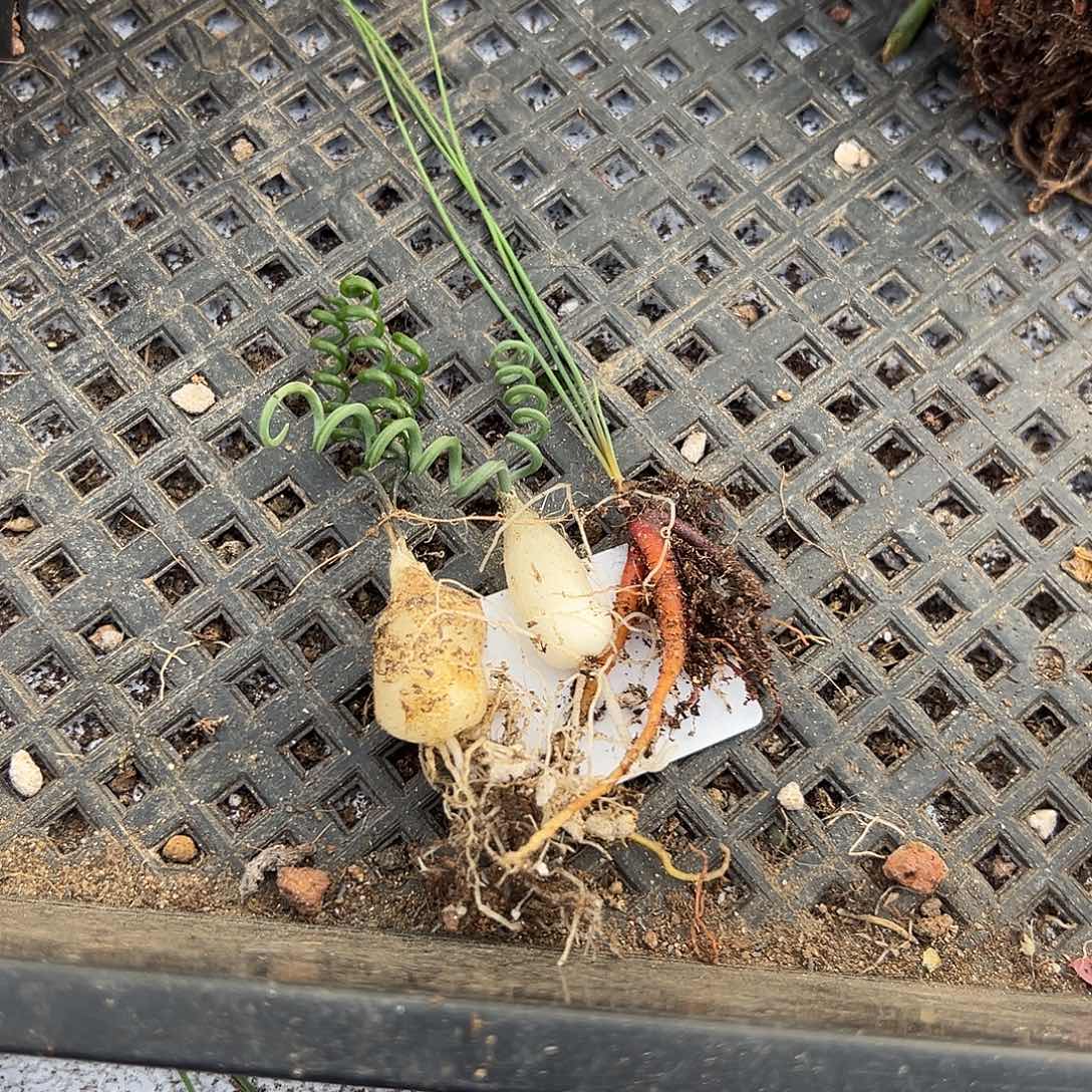 贵妃186，一物一拍