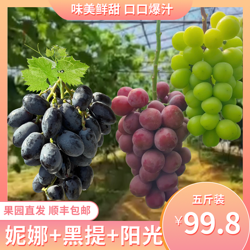 【三拼组合装】妮娜皇后+秋黑葡萄+阳光果园直发现拍现发孕妇水果顺丰包邮辽宁省