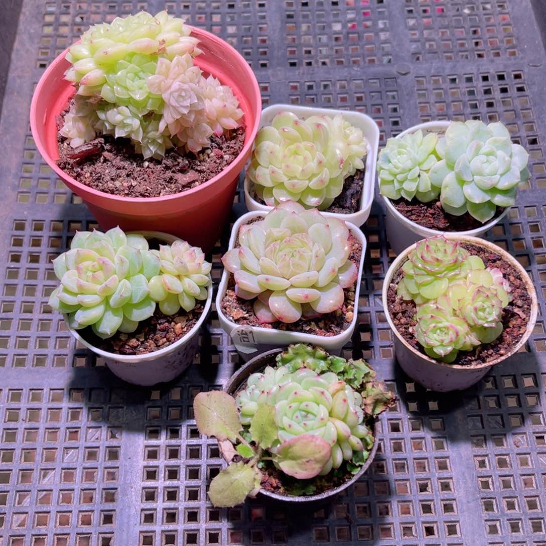 花03-431框拍多肉7颗含盆土