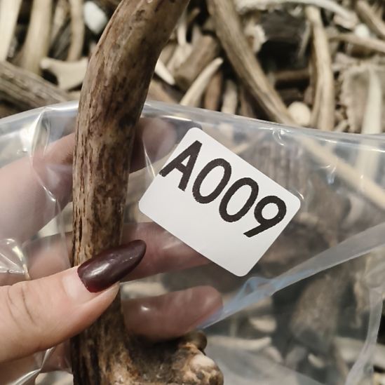 义***鹿角鹿角鹿角鹿角鹿角