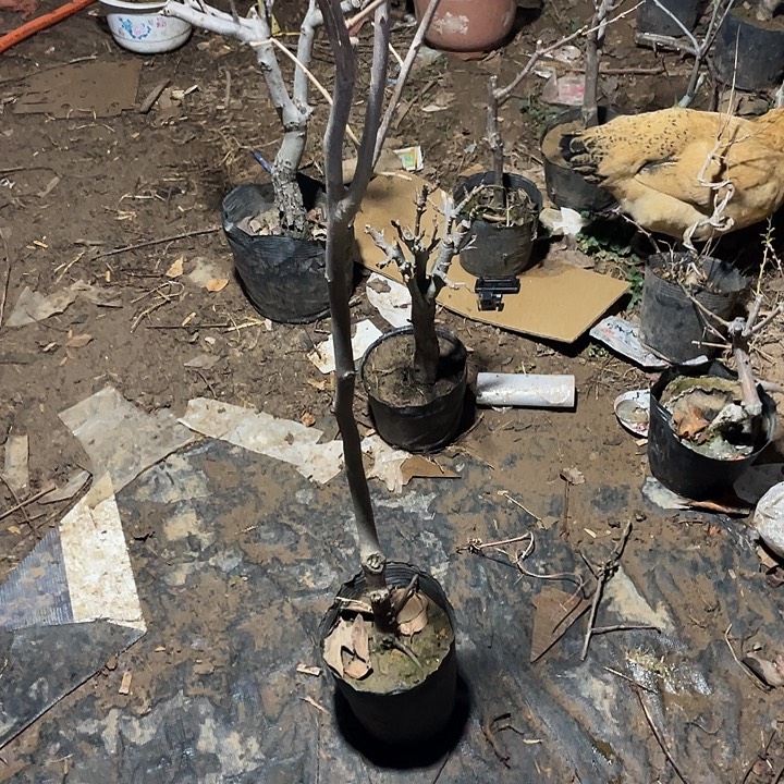无花朵一物一拍盆栽柿子盆栽