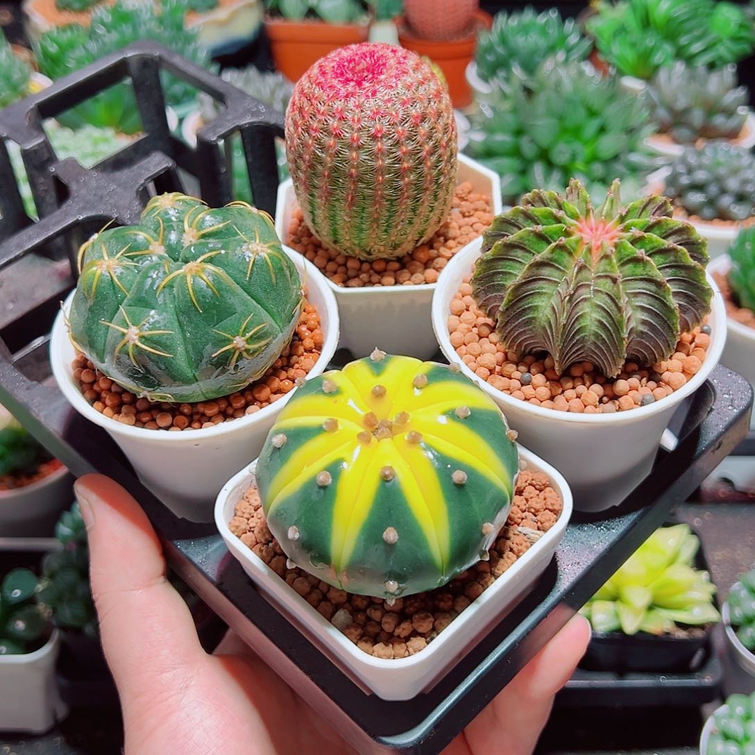 星兜锦红太阳肋骨海王原盆土