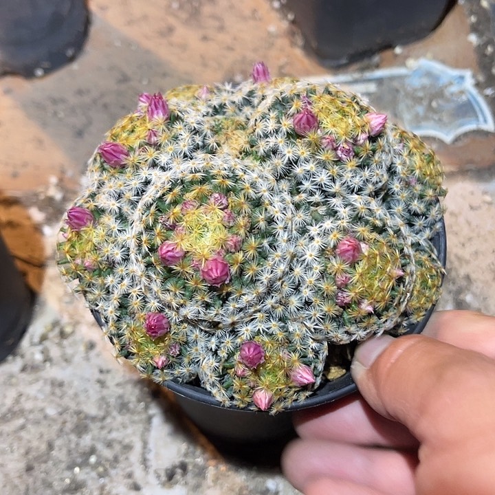 满38包邮2天凑单，脱土晾根发货多肉植物明星群