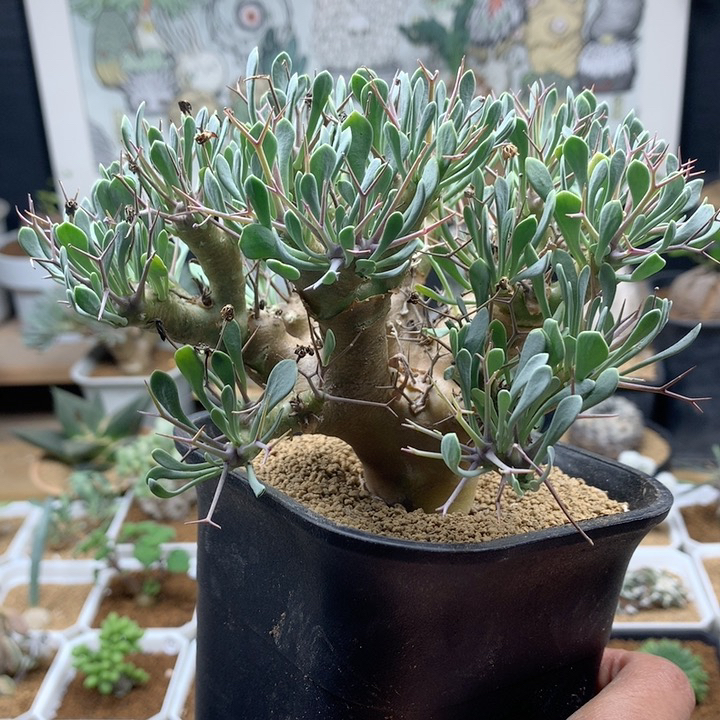 大黑鬼殿厚敦菊多肉脱土