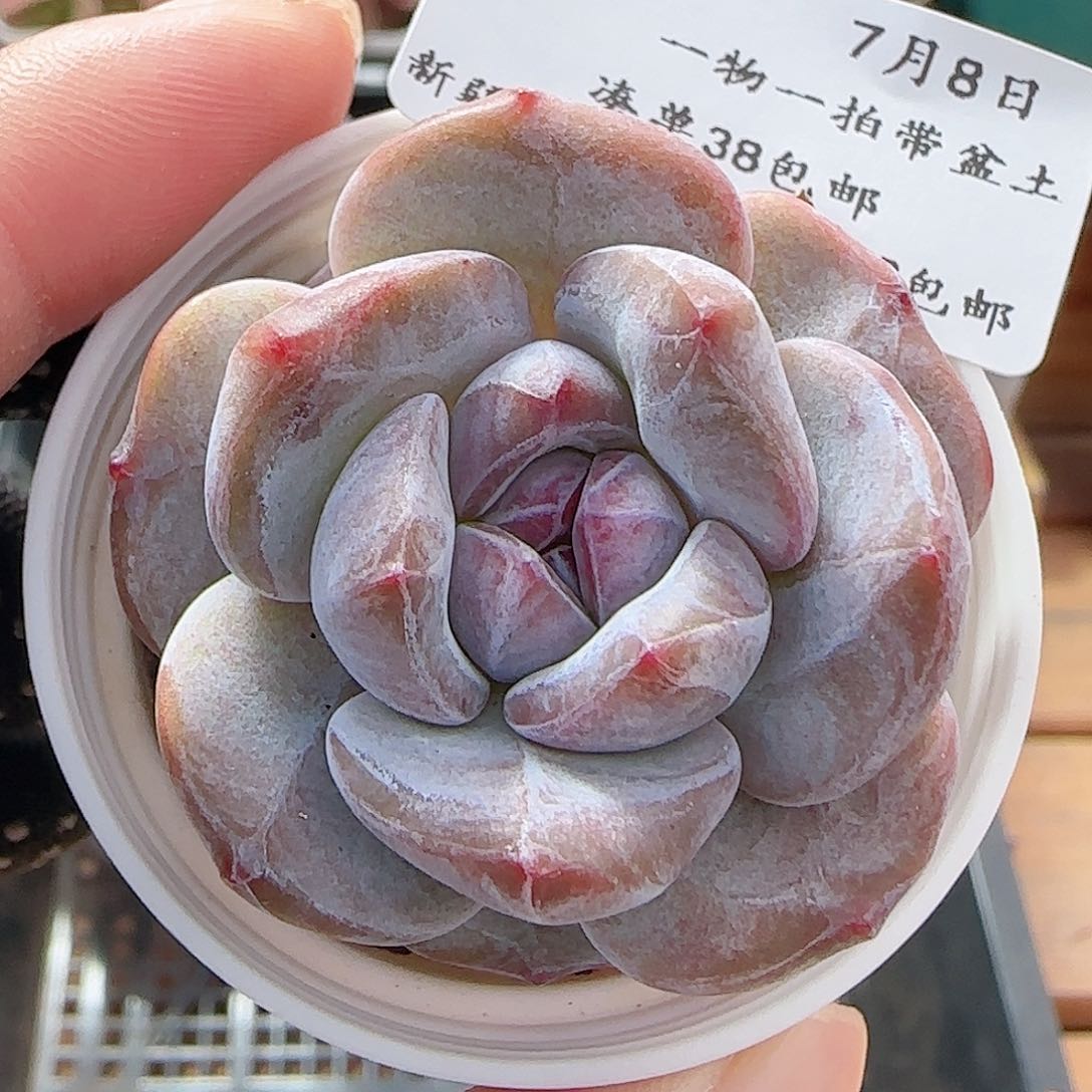 多肉0708-09石榴籽星影