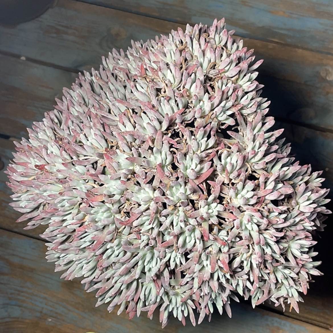 【闪购商品】雪花大老庄