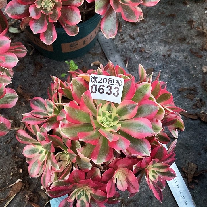 0633 一颗粉女巫法师