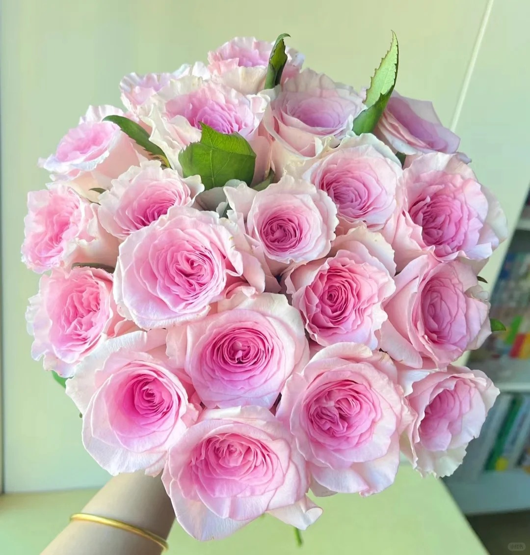 【洛神玫瑰】云南鲜花浪漫带回家插花优质新鲜高品质