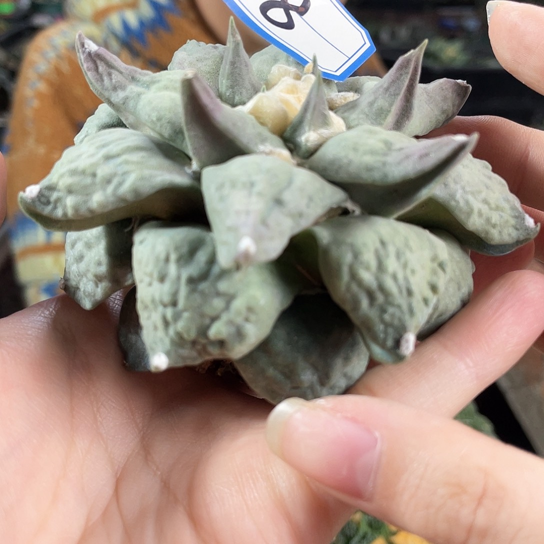 8号自根龙牙微怒9