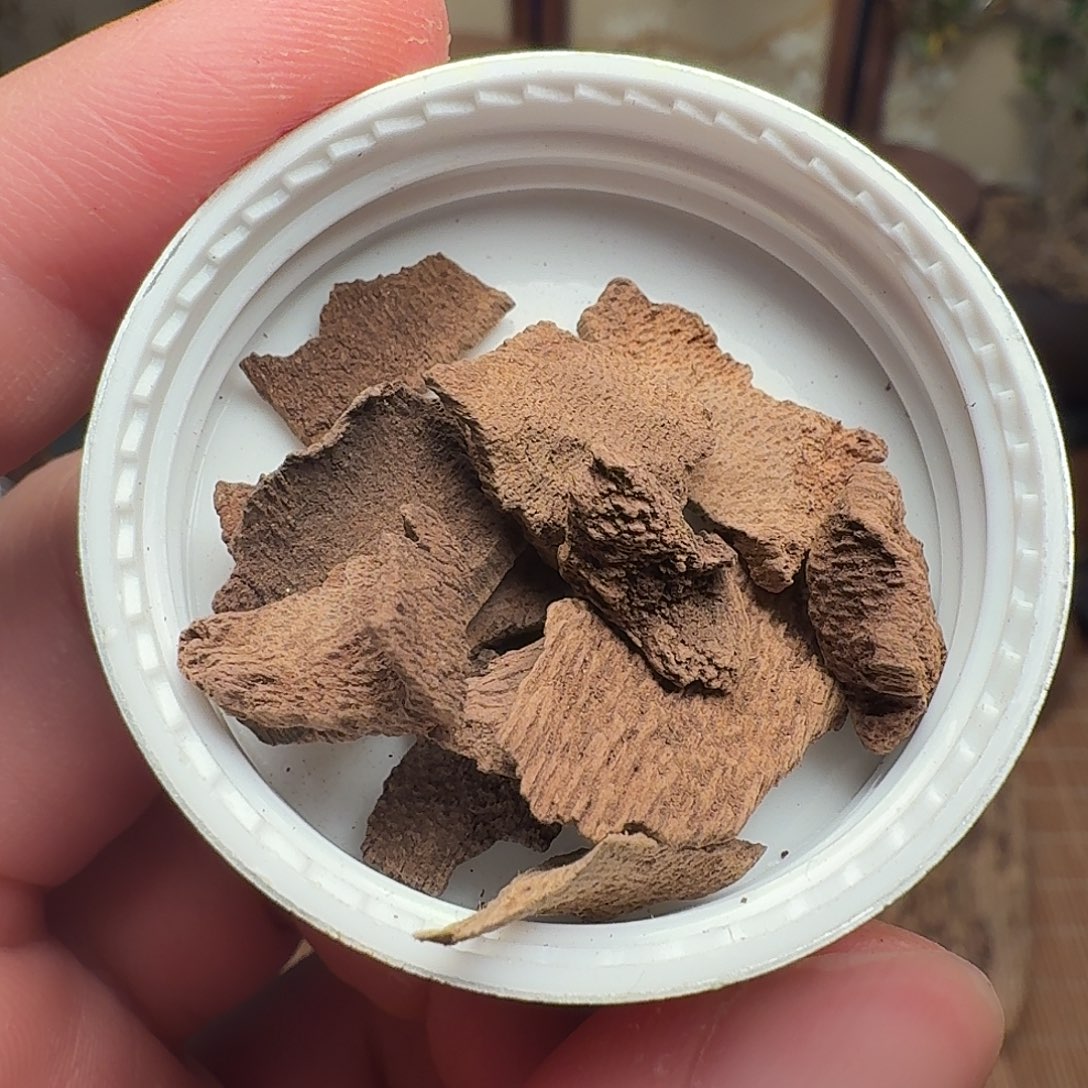 沉香香港鸡母虫漏