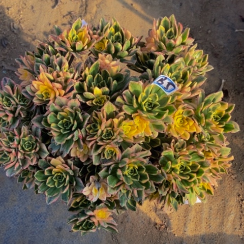 甜茶多肉植物5多肉