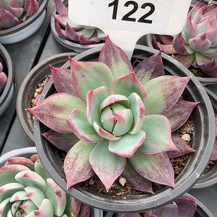 122 惊鸿仙子多肉植物6-9cm