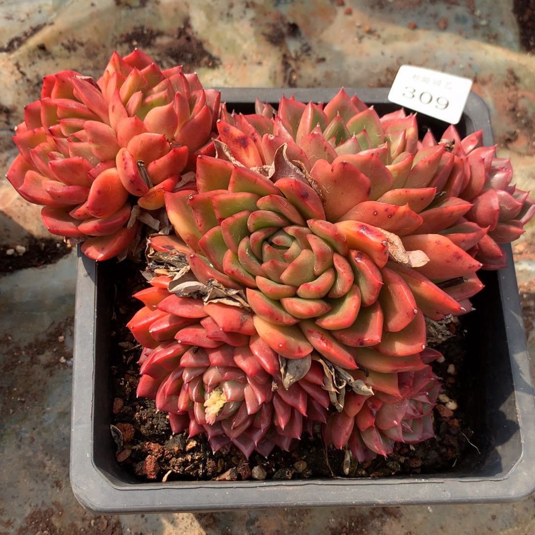 309头开花特价处理