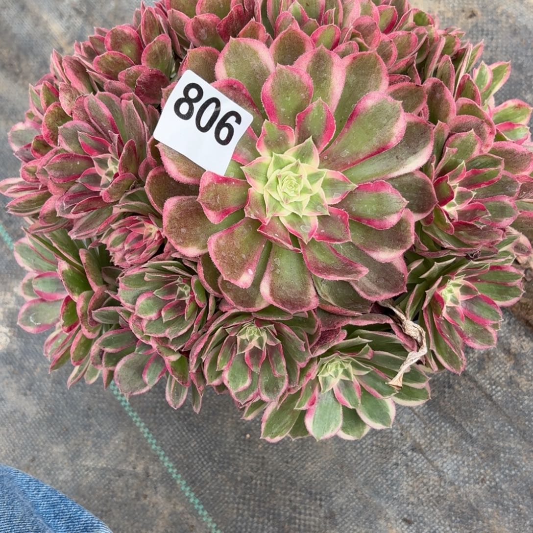 806孔雀林多肉植物福利