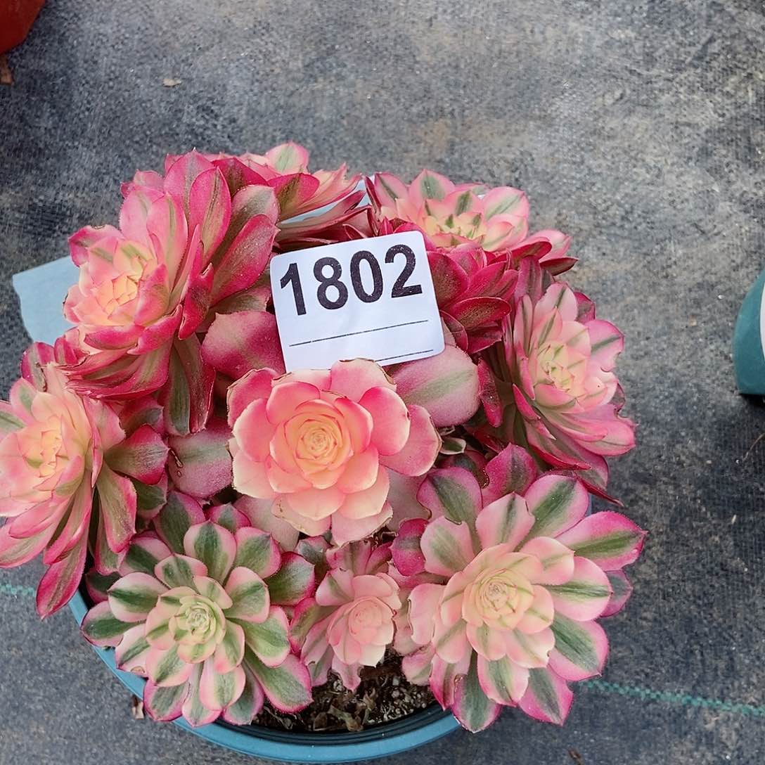 红陶汤**51802倾城4冠服17.8多肉