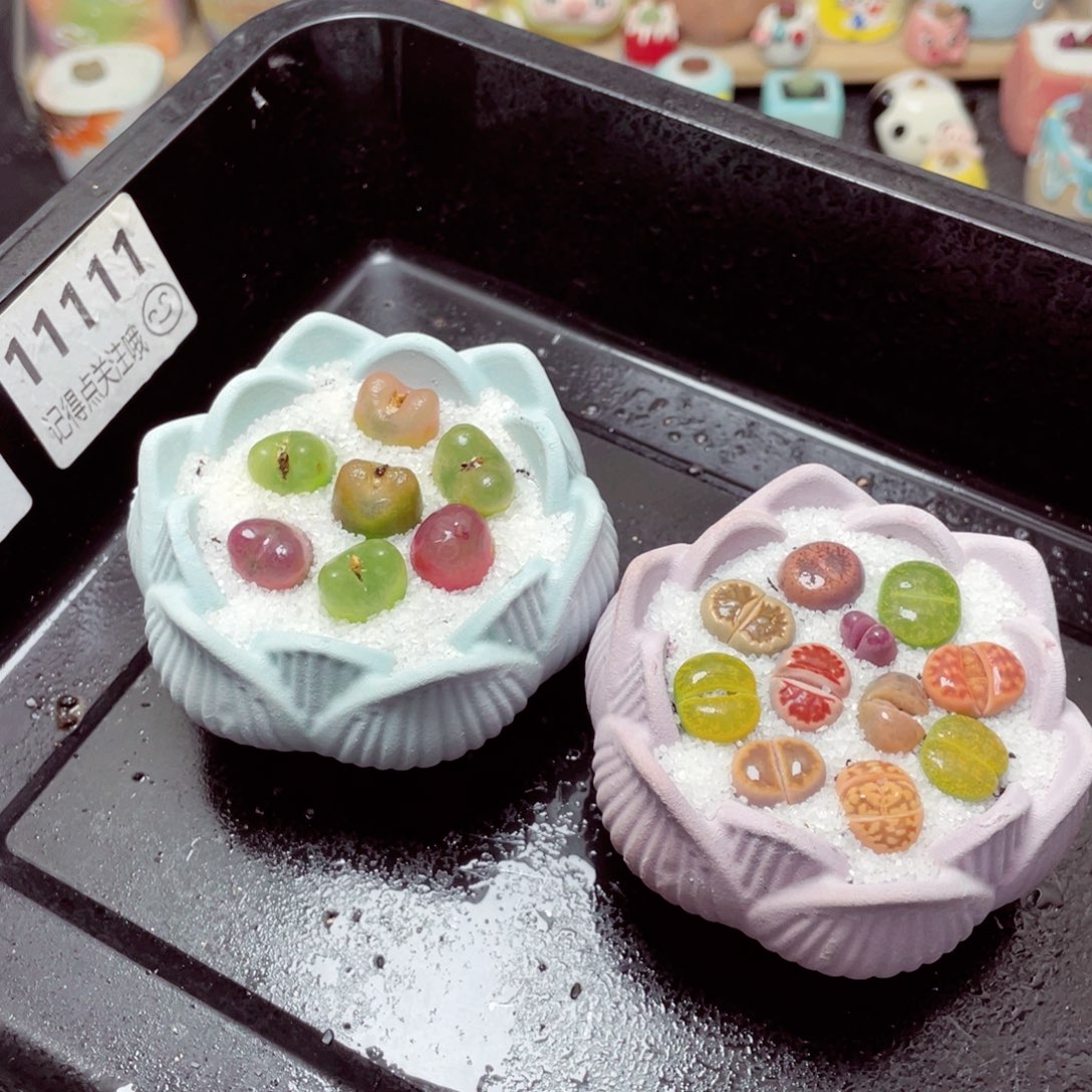 w11111一份两盆量拍