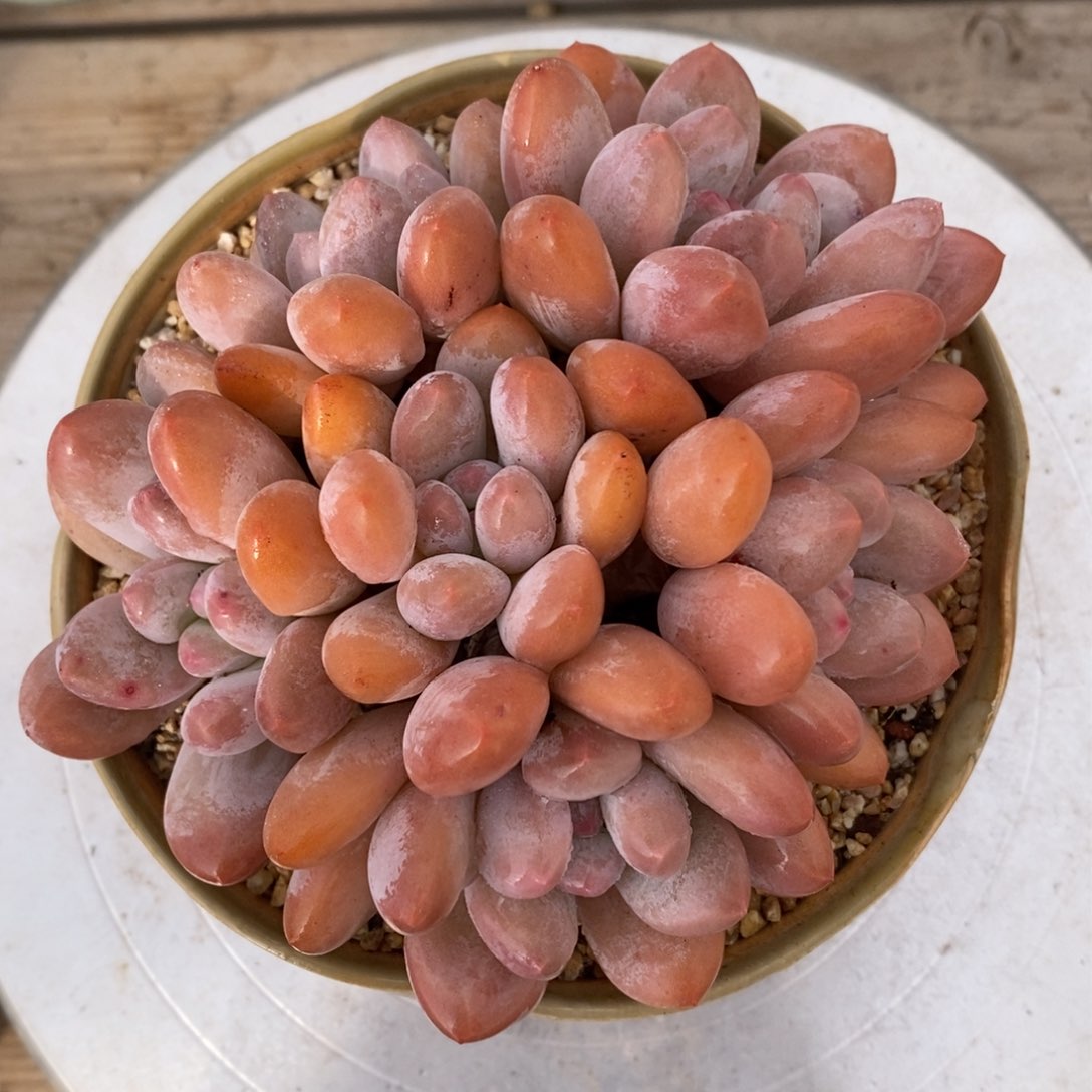 可问主播品种，下滑链接更多品种多肉植物选择