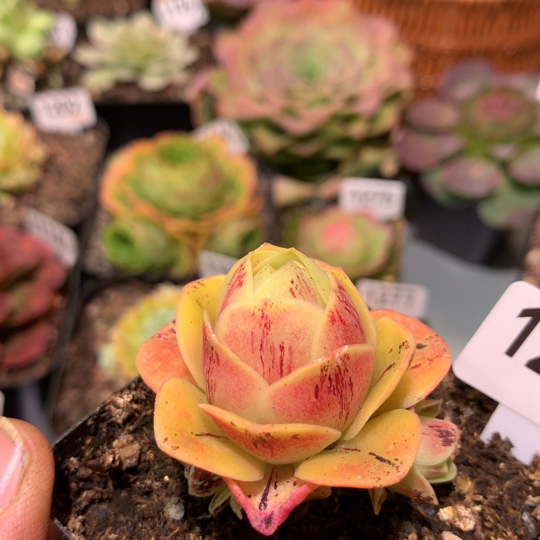 山地玫瑰1279山地玫瑰