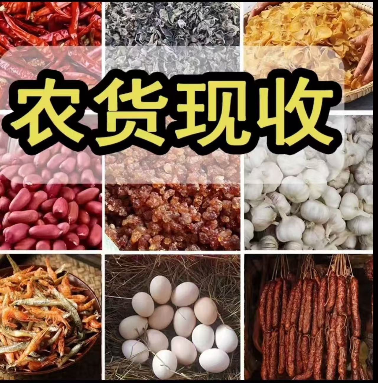 精品         黑木耳