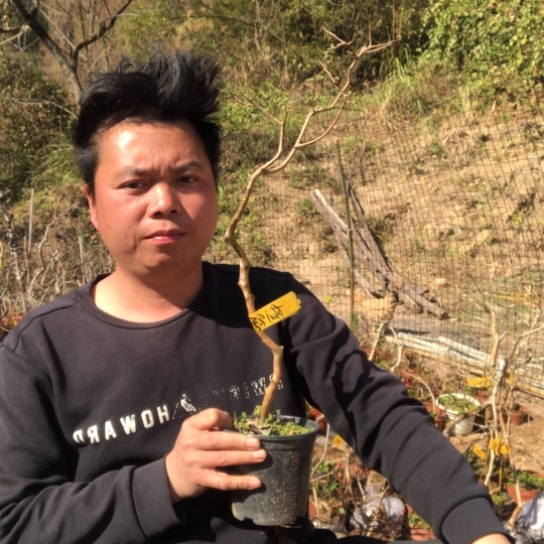 盆景素材盆栽绿植期*