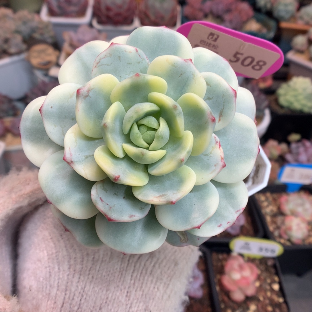 508香草锦多肉植物