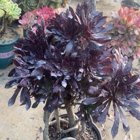 黑法多肉植物038