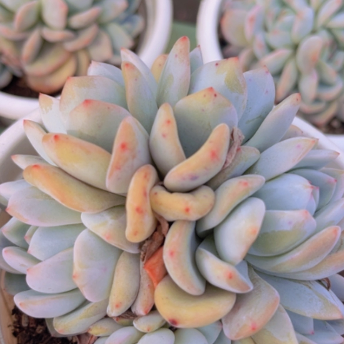 【闪购商品】橙梦露缀1530