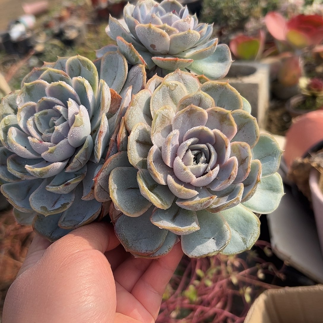 多肉植物蓝色惊喜