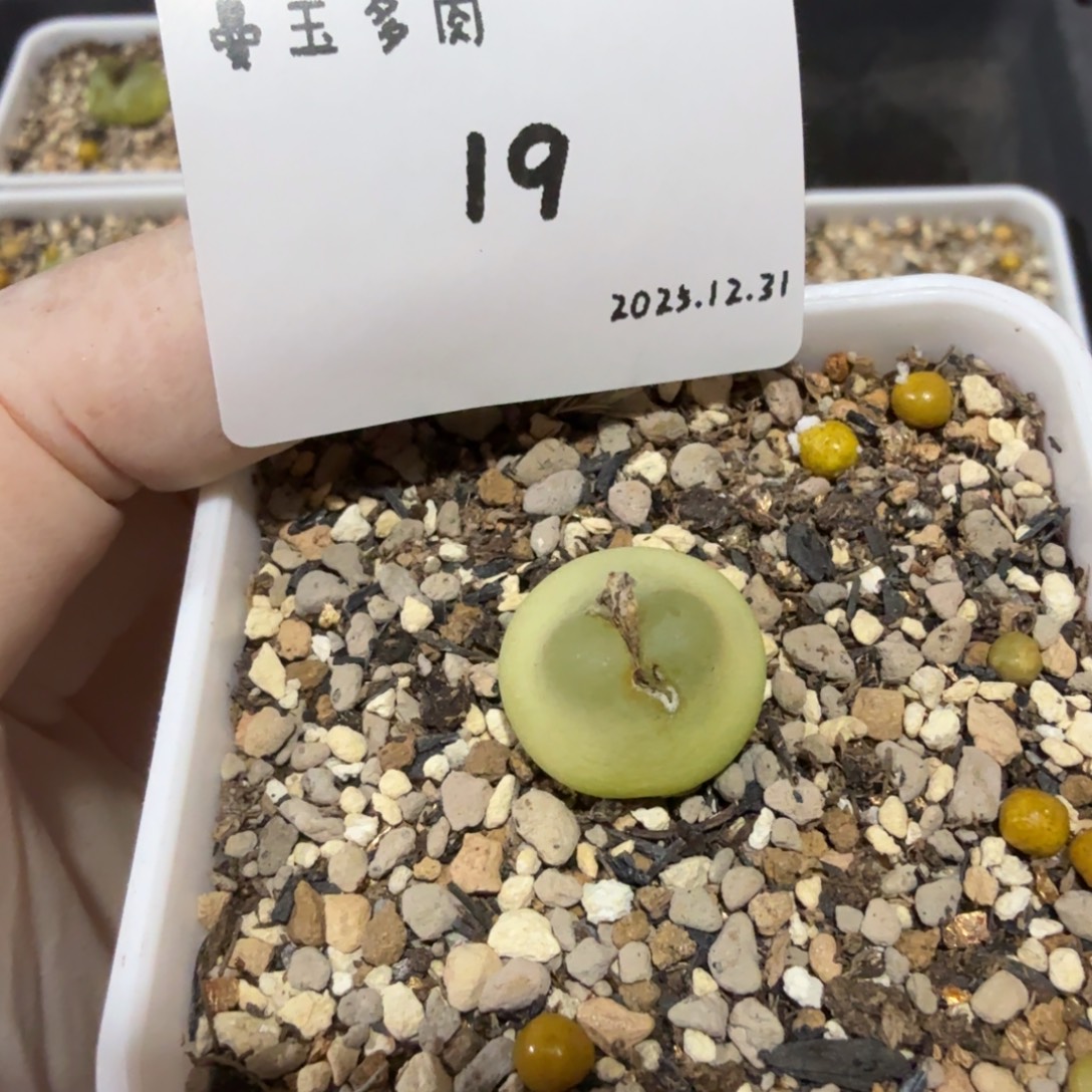 Q***1多肉多肉多肉12.31-019