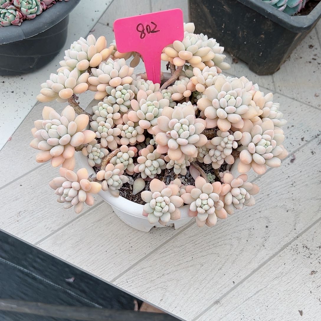 水**?802洛可可多肉植物