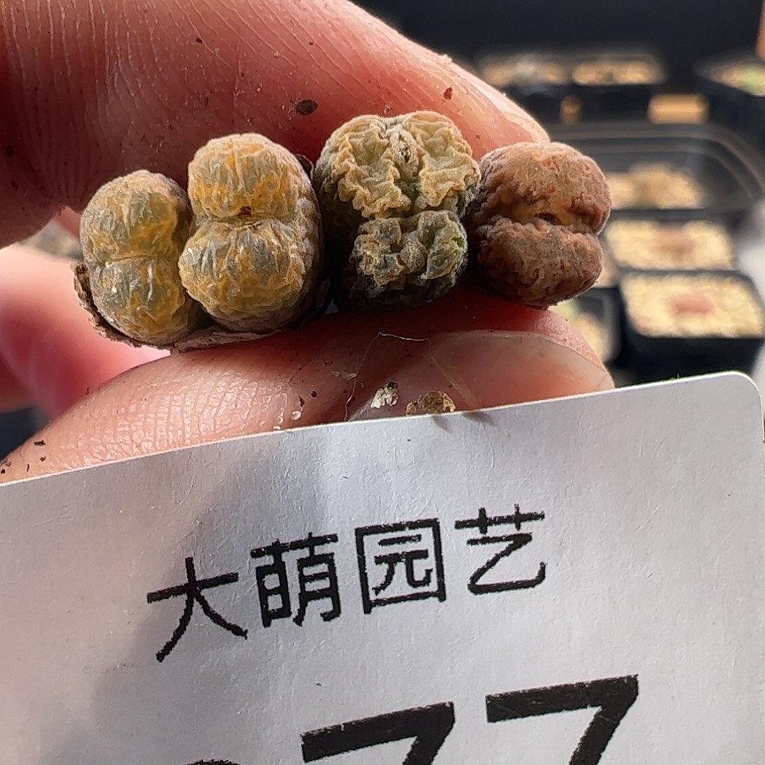 四***吖一物一拍。         277