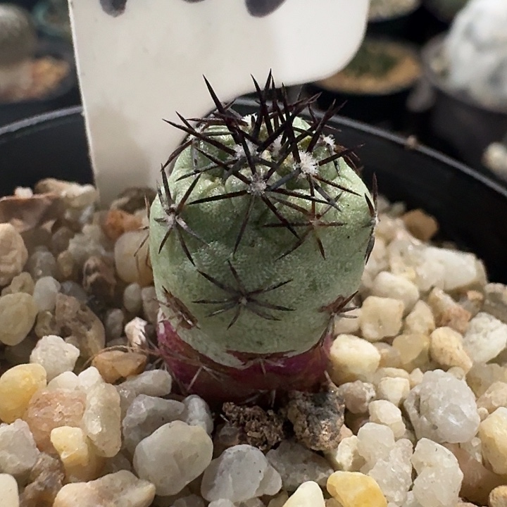 帝王丸自根仙人球