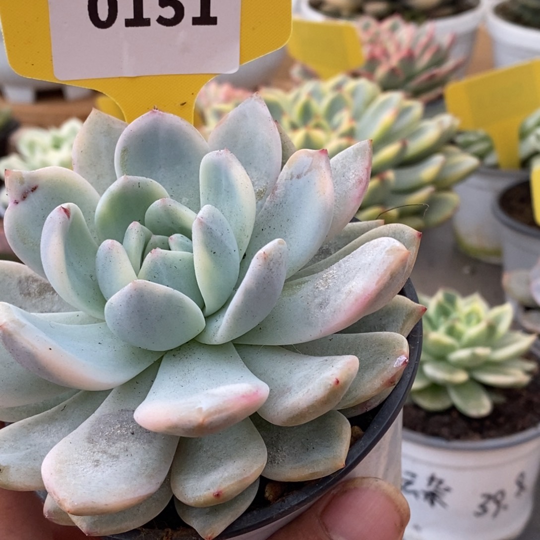 0151橙梦露哈哈哈哈