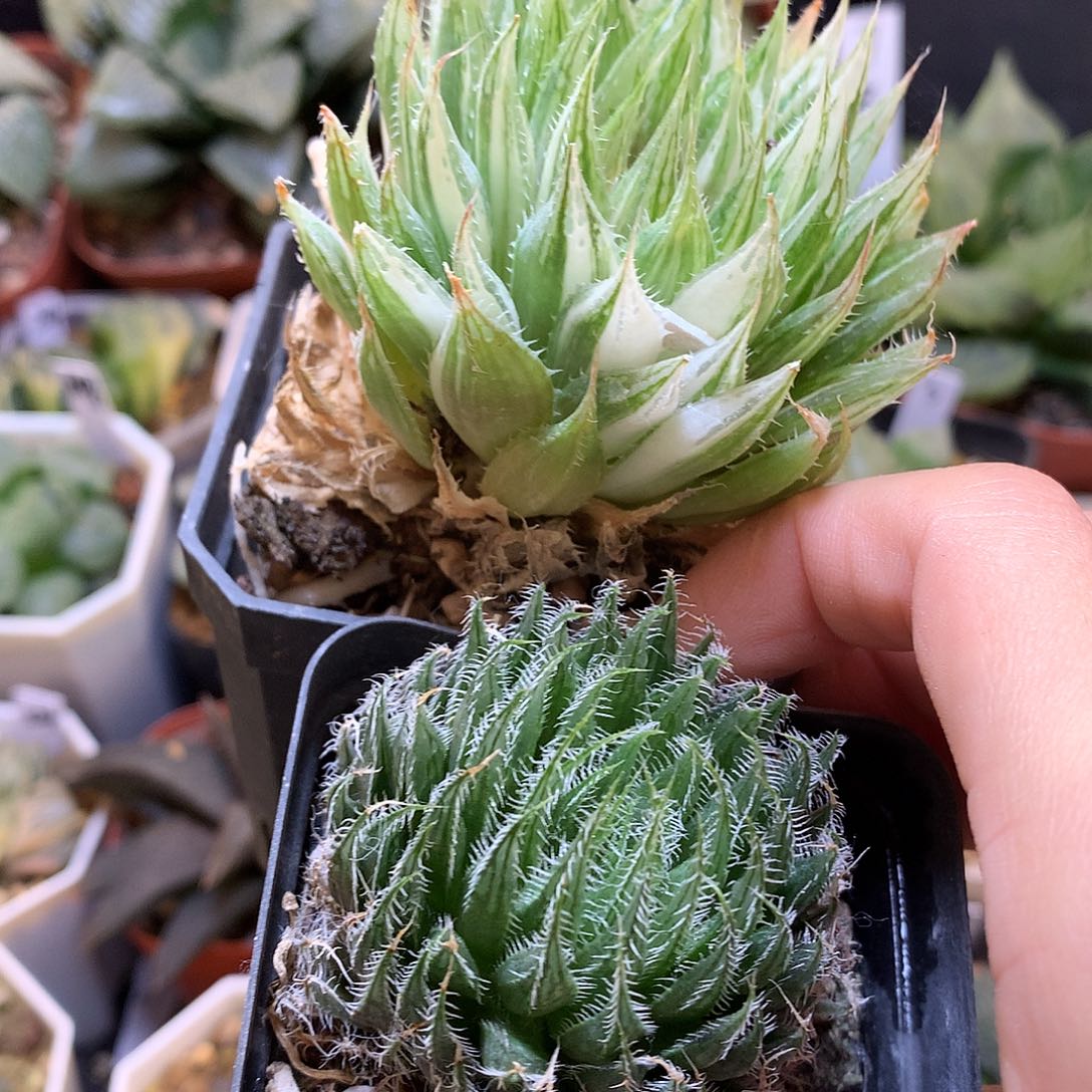 玉露带盆土发货tloolu