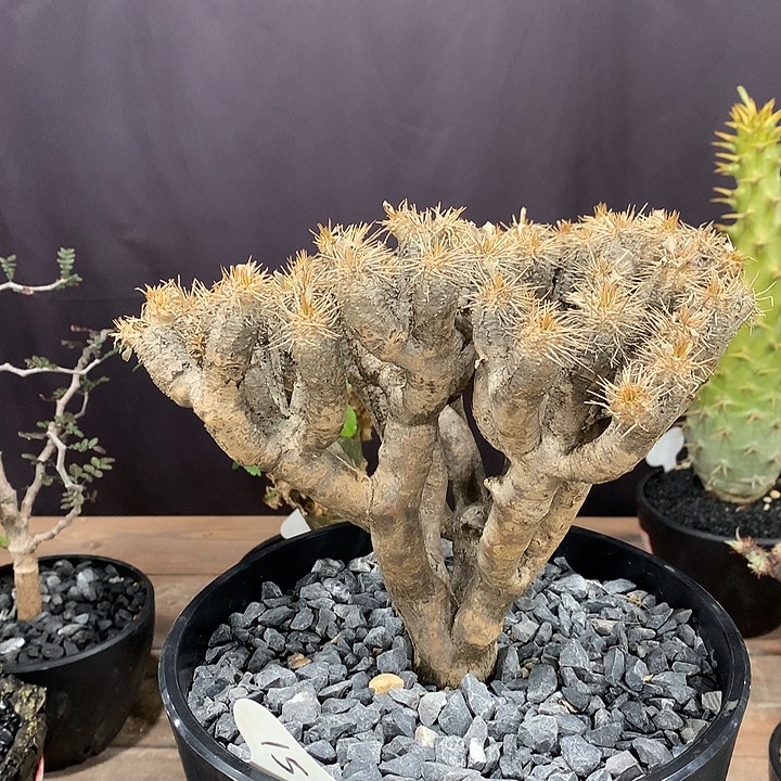 155大鬼切阁哈哈哈哈哈哈哈