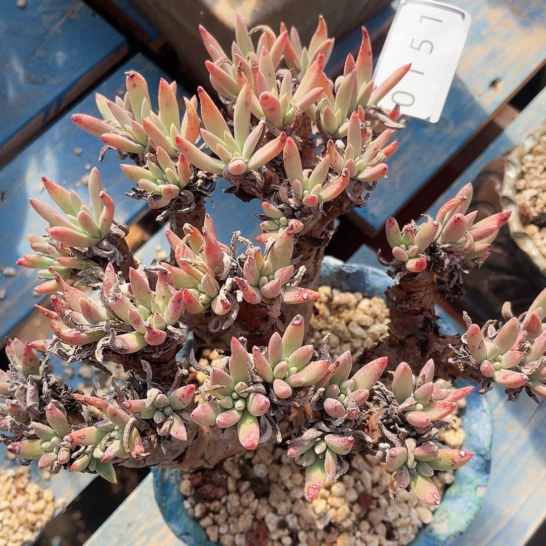 绿豆大群老桩0151