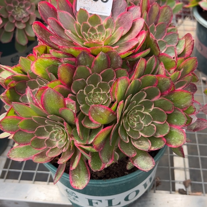 ?****?065粉花妖20厘米左右嫩庄