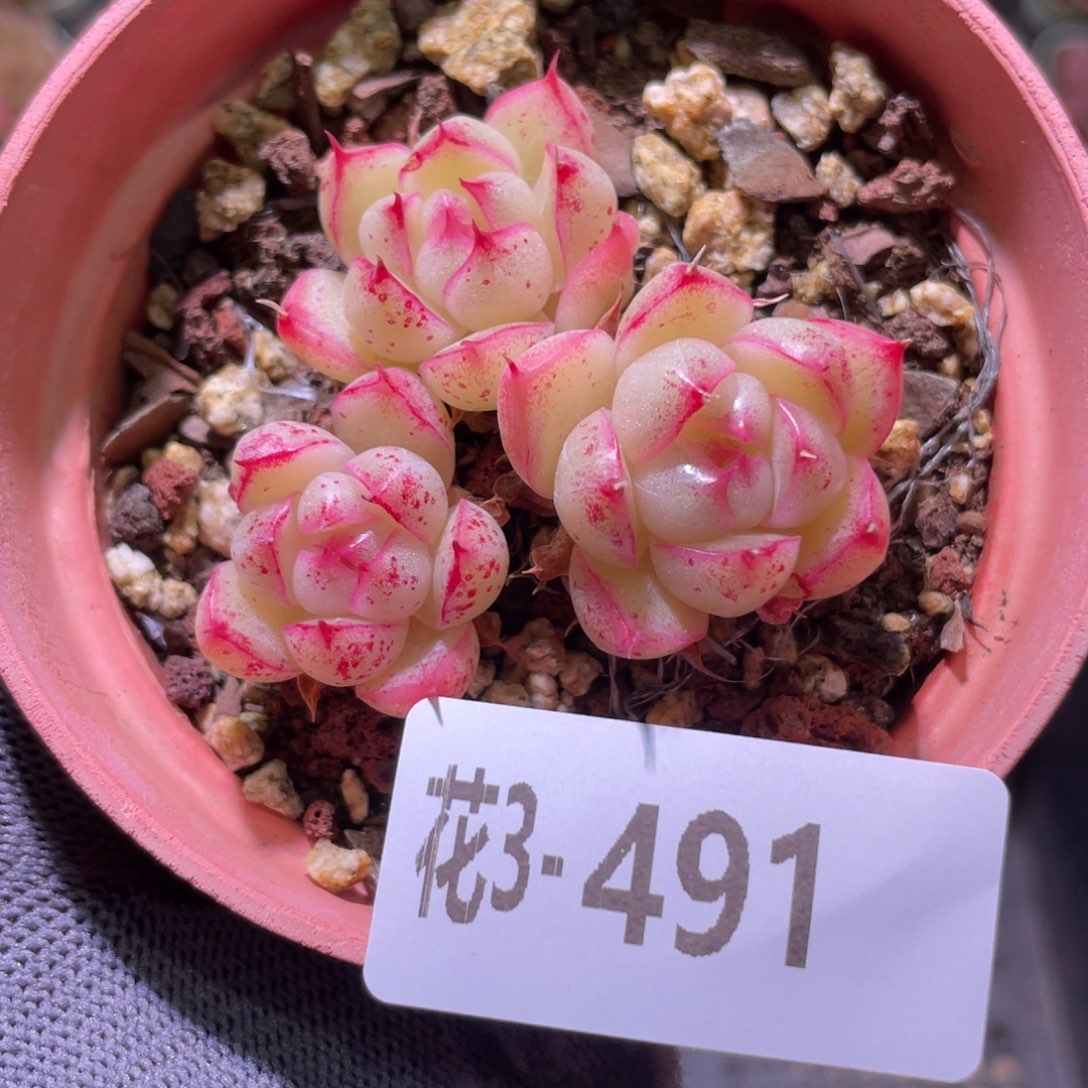 花利美3-491麦秆群