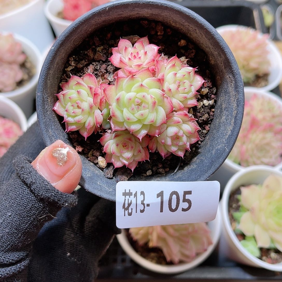 花13-105海王群生