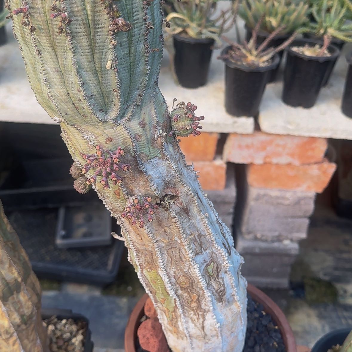 【闪购商品】旺***糖块根植物